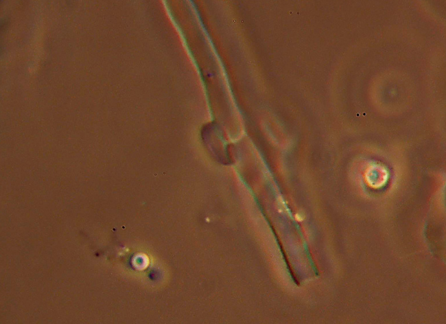 Climacocystis borealis (Fr.) Kotl. & Pouzar